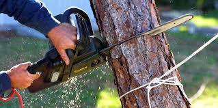 Best Arborist Consultation Services  in Berea, KY