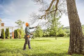 Best Palm Tree Trimming  in Berea, KY