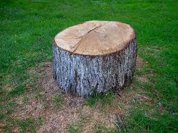 Best Tree Disease Treatment  in Berea, KY