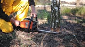 Best Root Management and Removal  in Berea, KY