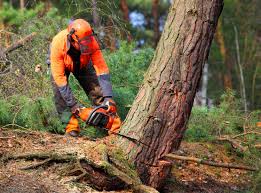 Best Firewood Processing and Delivery  in Berea, KY
