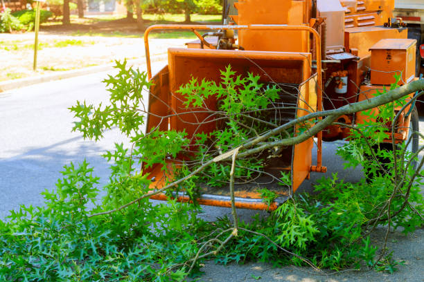 Best Fruit Tree Pruning  in Berea, KY