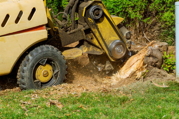 Berea, KY Tree Services Company