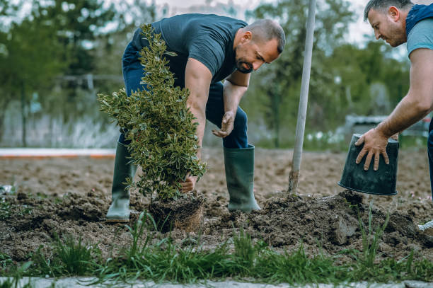Best Tree Maintenance Programs  in Berea, KY
