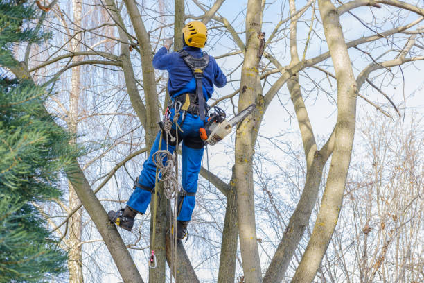 Best Lawn Pest Prevention  in Berea, KY