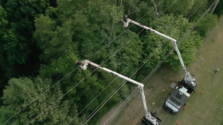 Best Tree Removal  in Berea, KY