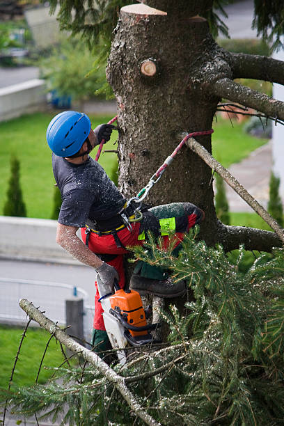 Best Lawn Pest Prevention  in Berea, KY
