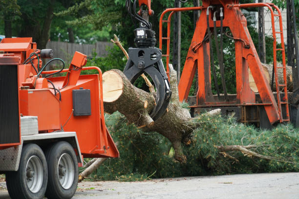 Best Stump Grinding and Removal  in Berea, KY