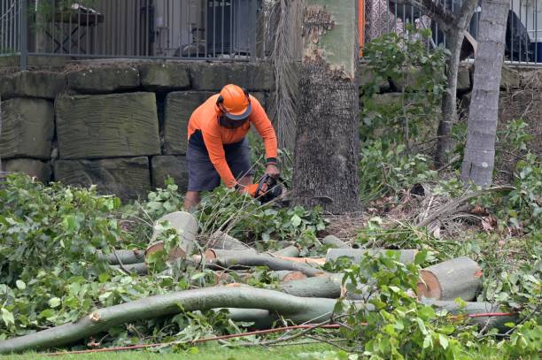 Best Emergency Tree Removal  in Berea, KY
