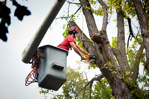 Best Tree Removal  in Berea, KY