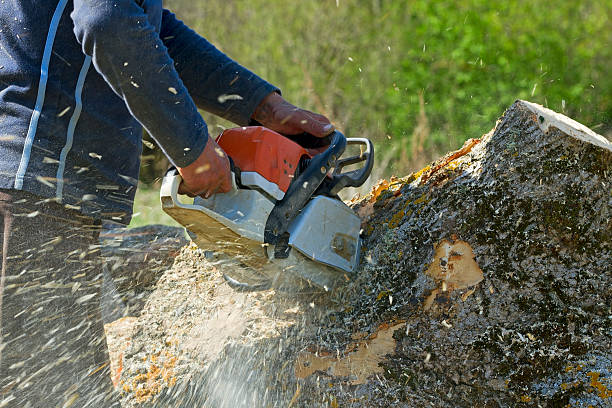 Best Tree Mulching  in Berea, KY