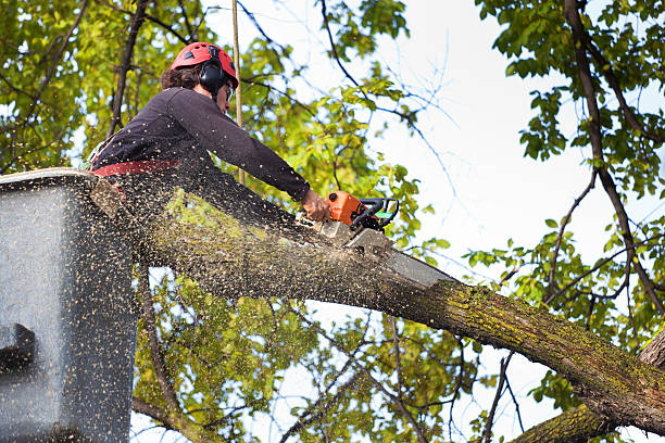 Best Tree Risk Assessment  in Berea, KY