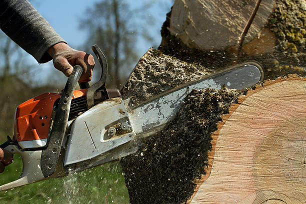Best Tree Risk Assessment  in Berea, KY