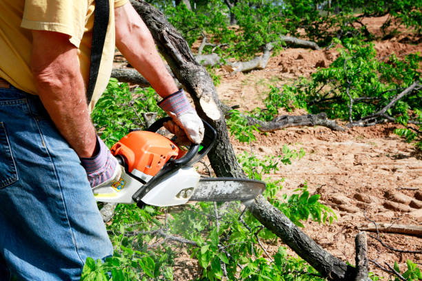 Best Lawn Dethatching  in Berea, KY
