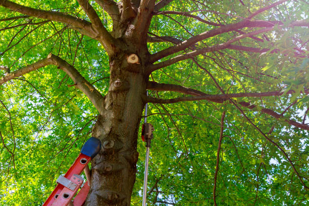 Best Storm Damage Tree Cleanup  in Berea, KY